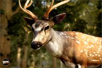 Animalia - Chital (male)
