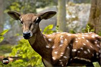 Animalia - Chital (female)