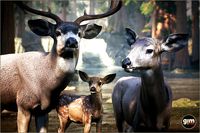 Animalia - Mule Deer (pack)