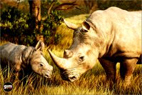 Animalia - White Rhinoceros (pack)