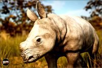 Animalia - White Rhinoceros (young)