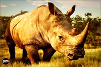 Animalia - White Rhinoceros (male)