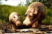 Animalia - Hippopotamus (pack)