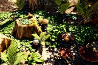 Mountain Forest Foliage