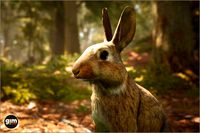 Animalia - European Rabbit