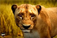 Animalia - Lion (female)