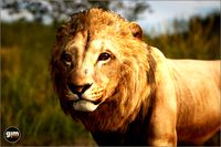Animalia - Lion (male)