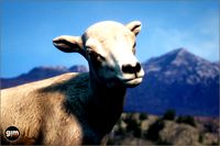 Animalia - Bighorn Sheep (young)