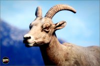 Animalia - Bighorn Sheep (female)