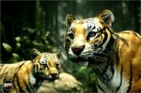 Animalia - Tiger (pack)