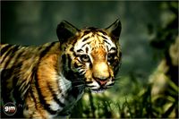 Animalia - Tiger (young)
