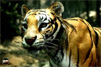 Animalia - Tiger (male)