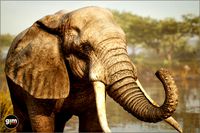 Animalia - African Elephant (male)