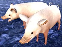 Pig and boar