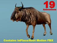 African Animal Wildebeest (Short Version)