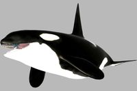 Orca