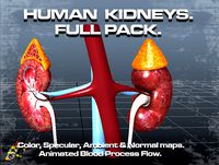 Human Kidneys Full Pack