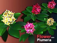 Flower Plumeria