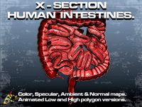 Cross Section Human Intestines.
