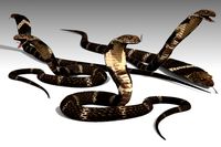 Cobra Animated