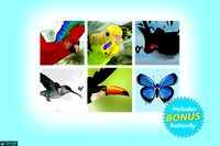 Bird Flock Bundle 2