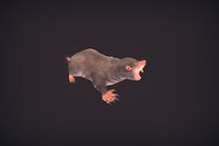 Mole