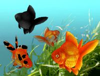 Hand Painted Goldfish