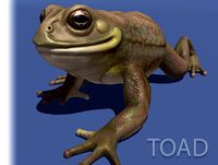 Toad