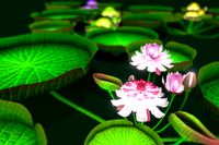 Flower Guyana