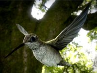 Hummingbird Animated