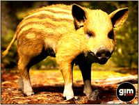 Animalia - Wild Boar (young)