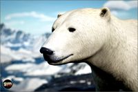 Animalia - Polar Bear (female)
