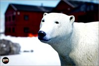 Animalia - Polar Bear (male)