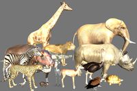 African Animals