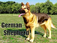 German Shepherd