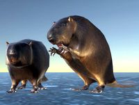 Beaver pack