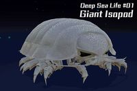 Giant Isopod