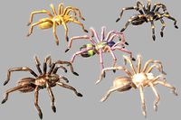 Tarantula