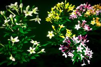 Flower Jasminum