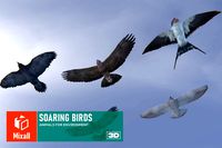Soaring birds - animals for environment