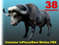 African Animal - African Buffalos (Full)