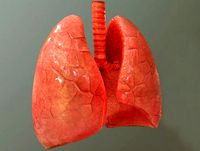 Lungs