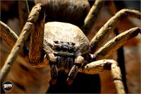 Animalia - Spider