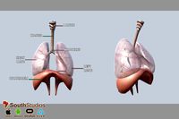 Animated Respiratory System AR VR