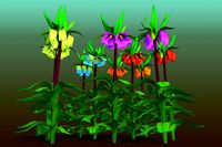 Flower Fritillaria Crown Imperial