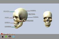 Animated Cranium Skull AR VR