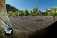 Broadleave trees