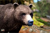 Animalia - Brown Bear (male)