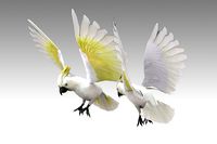 Cockatoo Animated