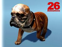 Dog - Bulldog